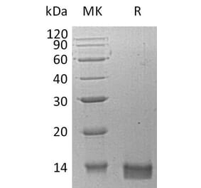 SDS-PAGE - Recombinant Human CXCL14 Protein (A317566) - Antibodies.com