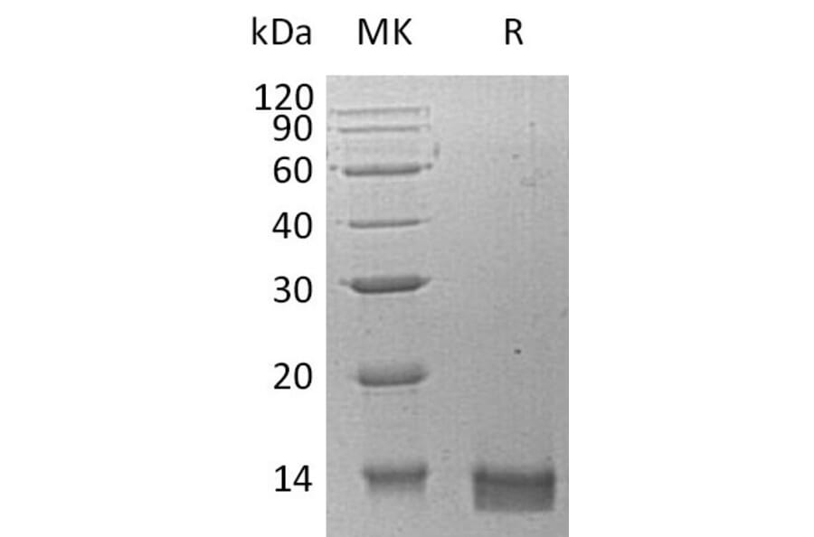 SDS-PAGE - Recombinant Human CXCL14 Protein (A317566) - Antibodies.com