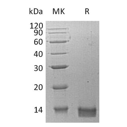 SDS-PAGE - Recombinant Human CXCL14 Protein (A317566) - Antibodies.com