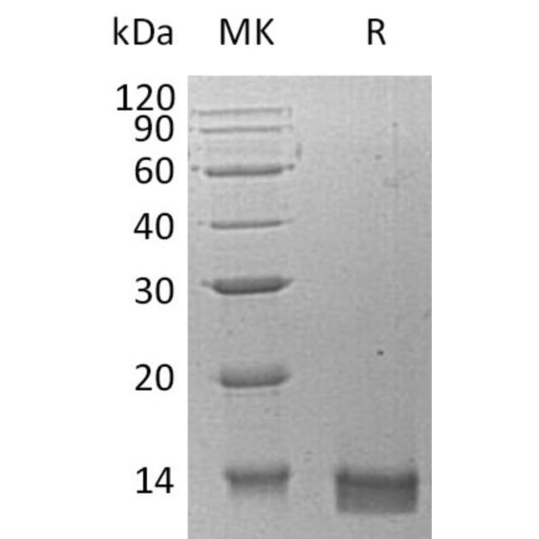 SDS-PAGE - Recombinant Human CXCL14 Protein (A317566) - Antibodies.com