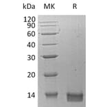 SDS-PAGE - Recombinant Human CXCL14 Protein (A317566) - Antibodies.com