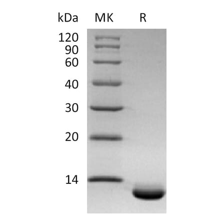 SDS-PAGE - Recombinant Human GCP2 Protein (A317567) - Antibodies.com