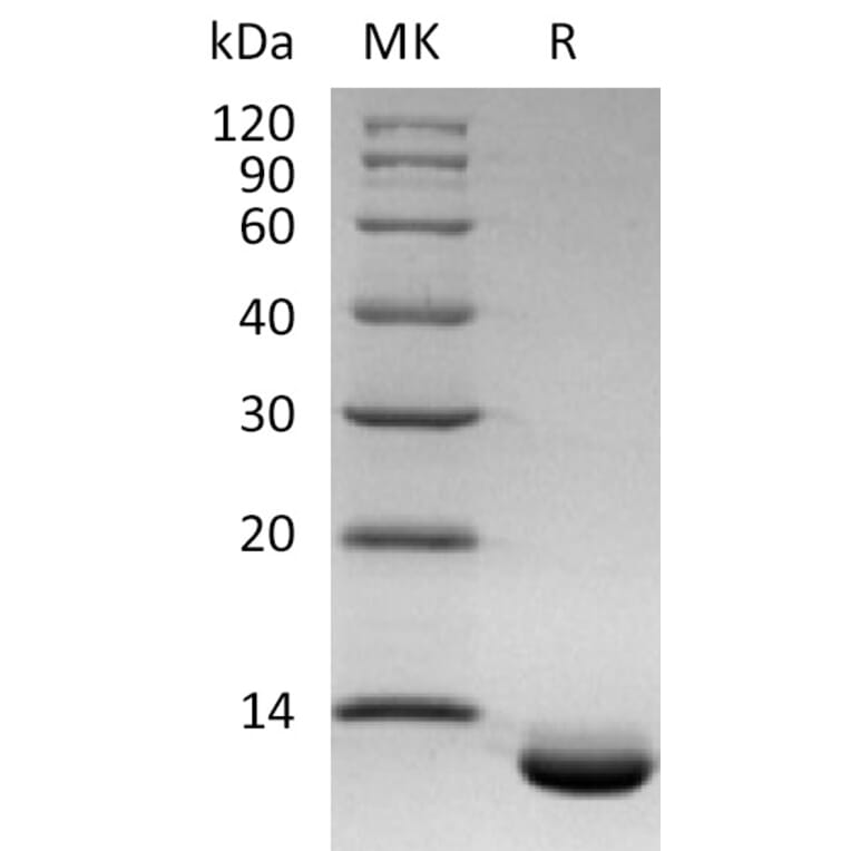 SDS-PAGE - Recombinant Human GCP2 Protein (A317567) - Antibodies.com