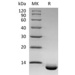 SDS-PAGE - Recombinant Human GCP2 Protein (A317567) - Antibodies.com