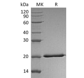 SDS-PAGE - Recombinant Human IL-28A Protein (6×His Tag) (A317569) - Antibodies.com