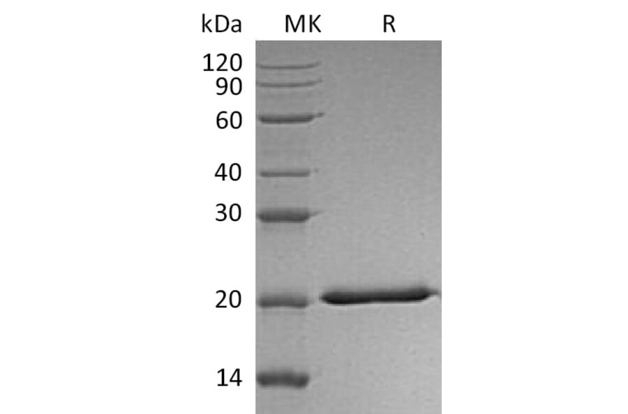 SDS-PAGE - Recombinant Human IL-28A Protein (6×His Tag) (A317569) - Antibodies.com