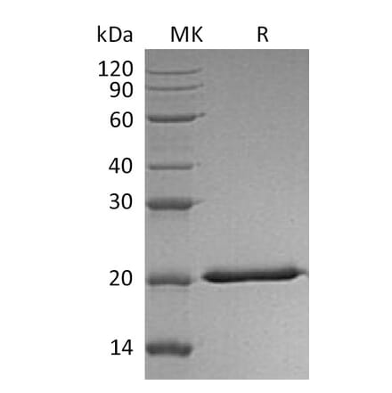 SDS-PAGE - Recombinant Human IL-28A Protein (6×His Tag) (A317569) - Antibodies.com