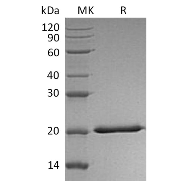 SDS-PAGE - Recombinant Human IL-28A Protein (6×His Tag) (A317569) - Antibodies.com