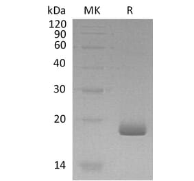SDS-PAGE - Recombinant Human IL-28B Protein (A317570) - Antibodies.com