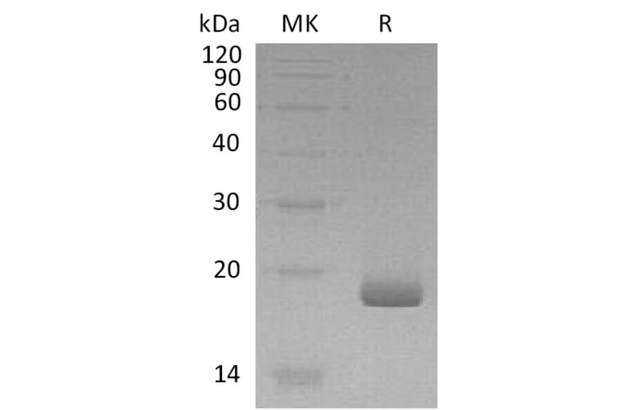 SDS-PAGE - Recombinant Human IL-28B Protein (A317570) - Antibodies.com