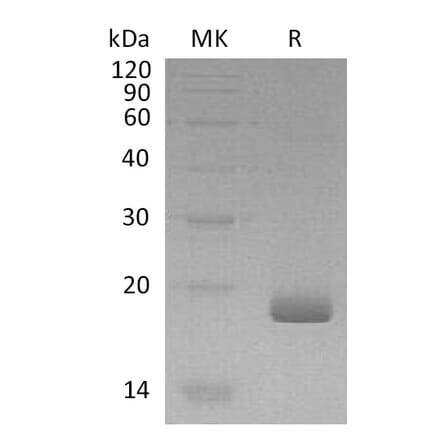 SDS-PAGE - Recombinant Human IL-28B Protein (A317570) - Antibodies.com