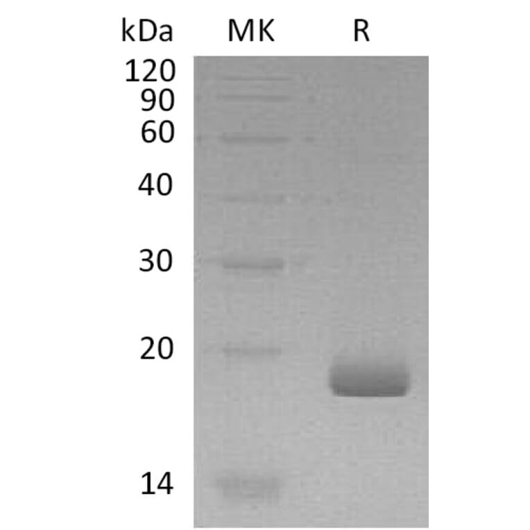 SDS-PAGE - Recombinant Human IL-28B Protein (A317570) - Antibodies.com