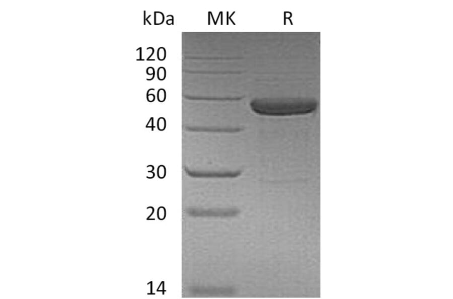SDS-PAGE - Recombinant Human IL-15RA-IL-15 (mutated N120D) Fusion Protein (Fc Tag) (A317571) - Antibodies.com