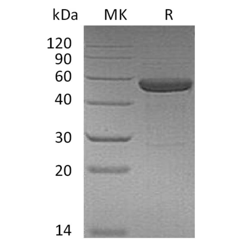 SDS-PAGE - Recombinant Human IL-15RA-IL-15 (mutated N120D) Fusion Protein (Fc Tag) (A317571) - Antibodies.com