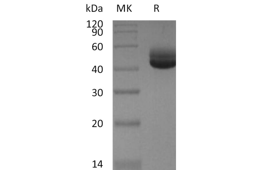 SDS-PAGE - Recombinant Human IL-4 Protein (Fc Tag) (A317575) - Antibodies.com