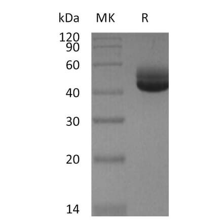 SDS-PAGE - Recombinant Human IL-4 Protein (Fc Tag) (A317575) - Antibodies.com