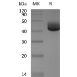 SDS-PAGE - Recombinant Human IL-4 Protein (Fc Tag) (A317575) - Antibodies.com