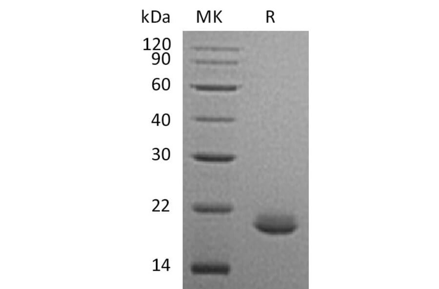 SDS-PAGE - Recombinant Human FGF10 Protein (A317576) - Antibodies.com