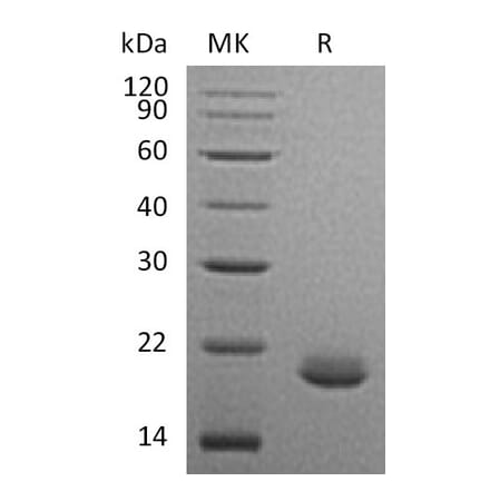SDS-PAGE - Recombinant Human FGF10 Protein (A317576) - Antibodies.com