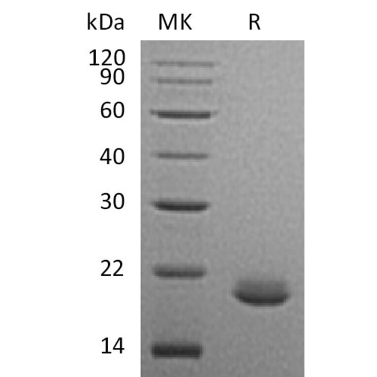 SDS-PAGE - Recombinant Human FGF10 Protein (A317576) - Antibodies.com