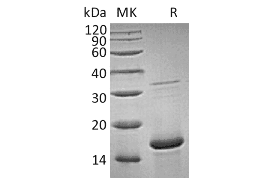 SDS-PAGE - Recombinant Human FGF1 Protein (A317578) - Antibodies.com