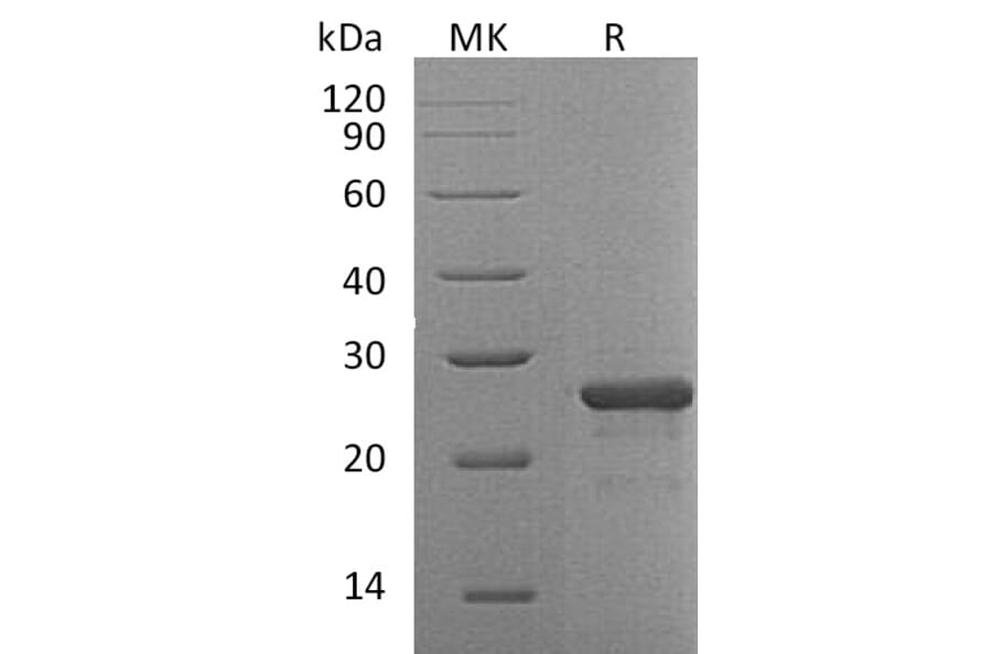 SDS-PAGE - Recombinant Human FGF19 Protein (A317579) - Antibodies.com