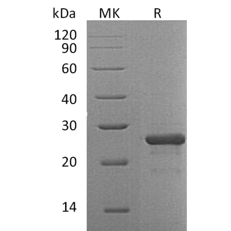 SDS-PAGE - Recombinant Human FGF19 Protein (A317579) - Antibodies.com