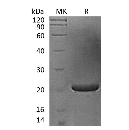 SDS-PAGE - Recombinant Human FGF17 Protein (A317580) - Antibodies.com