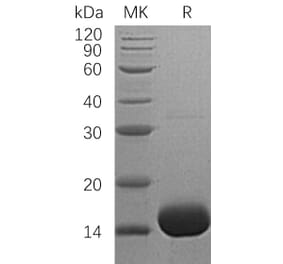 SDS-PAGE - Recombinant Human IL-3 Protein (A317581) - Antibodies.com
