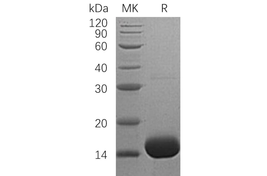 SDS-PAGE - Recombinant Human IL-3 Protein (A317581) - Antibodies.com