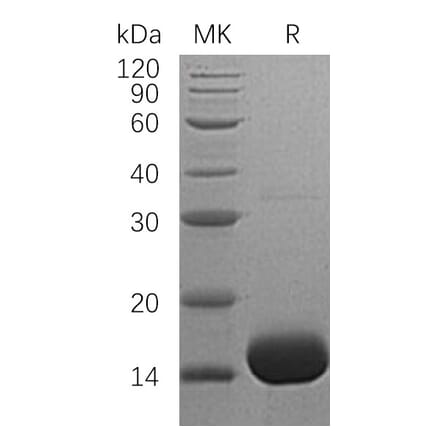 SDS-PAGE - Recombinant Human IL-3 Protein (A317581) - Antibodies.com