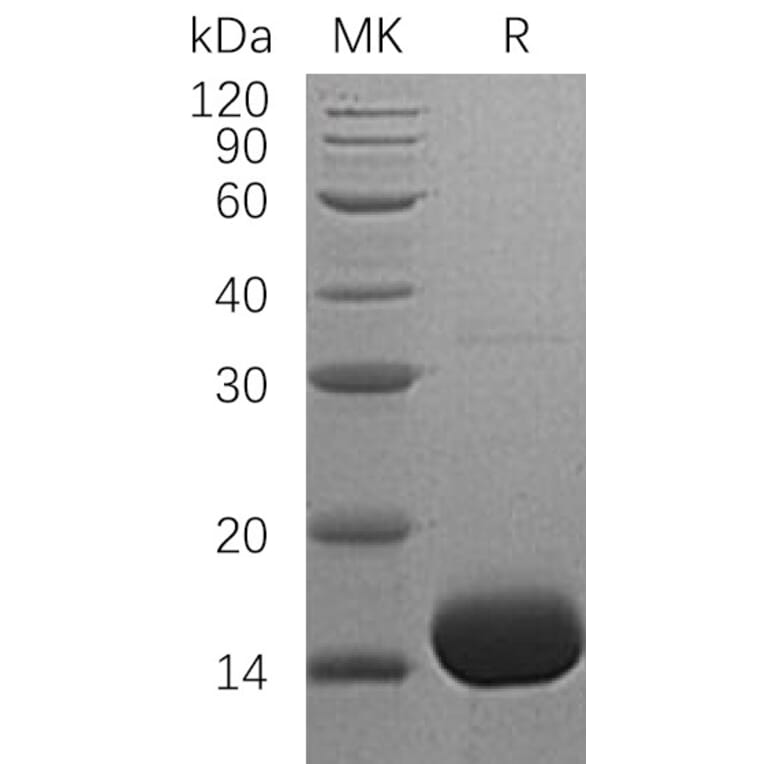 SDS-PAGE - Recombinant Human IL-3 Protein (A317581) - Antibodies.com