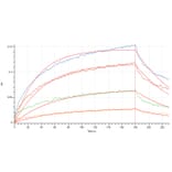 BLI Assay - Recombinant Human IL-3 Protein (A317581) - Antibodies.com