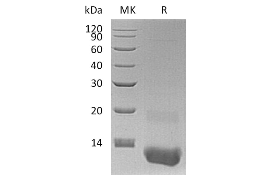 SDS-PAGE - Recombinant Human GRO gamma Protein (A317582) - Antibodies.com