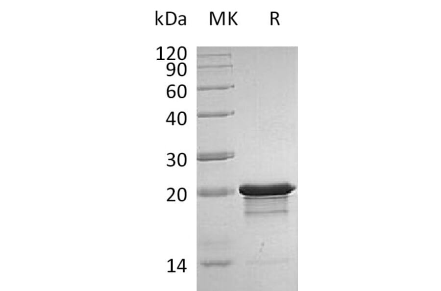 SDS-PAGE - Recombinant Human/Mouse FGF8b Protein (A317583) - Antibodies.com