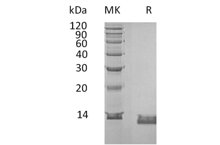 SDS-PAGE - Recombinant Human IL-8 Protein (6×His Tag) (A317586) - Antibodies.com