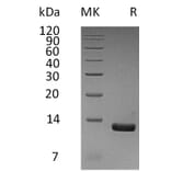 SDS-PAGE - Recombinant Human MCP2 Protein (6×His Tag) (A317587) - Antibodies.com