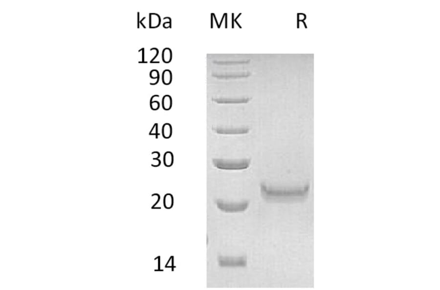SDS-PAGE - Recombinant Human IFNW1 Protein (6×His Tag) (A317588) - Antibodies.com