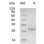 SDS-PAGE - Recombinant Human IFNW1 Protein (6×His Tag) (A317588) - Antibodies.com