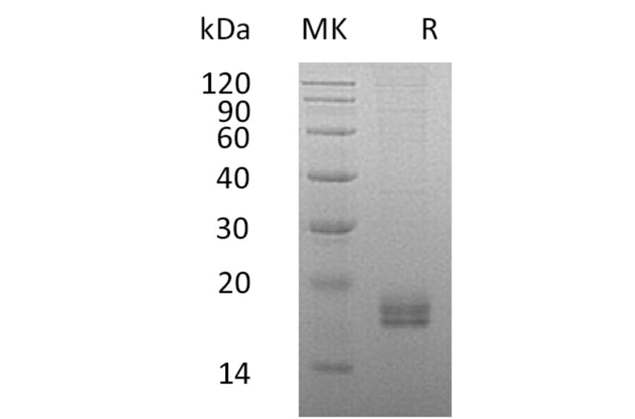 SDS-PAGE - Recombinant Human Eotaxin 2 Protein (6×His Tag) (A317589) - Antibodies.com
