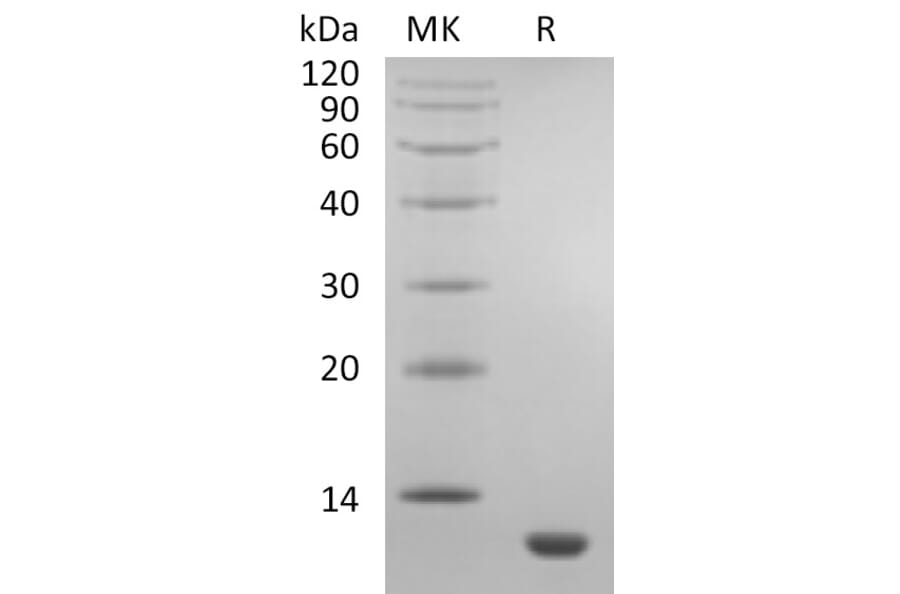 SDS-PAGE - Recombinant Human Eotaxin Protein (A317590) - Antibodies.com