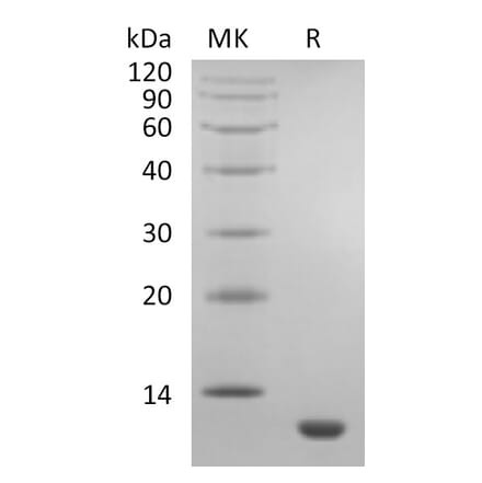 SDS-PAGE - Recombinant Human Eotaxin Protein (A317590) - Antibodies.com