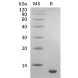 SDS-PAGE - Recombinant Human Eotaxin Protein (A317590) - Antibodies.com