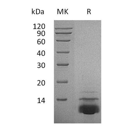 SDS-PAGE - Recombinant Human CXCL5 Protein (A317591) - Antibodies.com