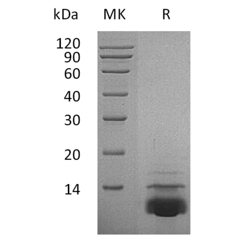 SDS-PAGE - Recombinant Human CXCL5 Protein (A317591) - Antibodies.com