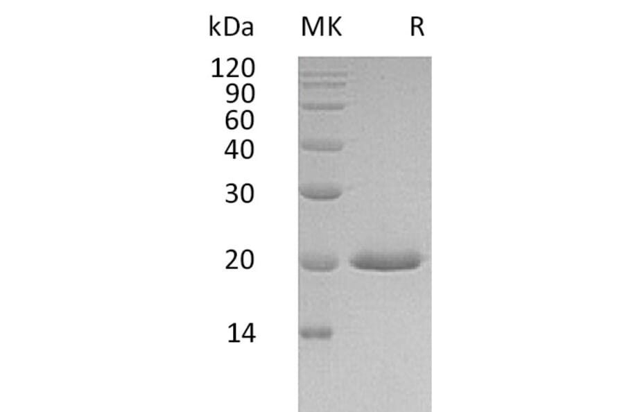 SDS-PAGE - Recombinant Human Interferon alpha 4 Protein (6×His Tag) (A317593) - Antibodies.com