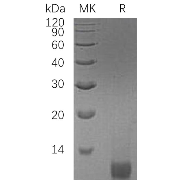 SDS-PAGE - Recombinant Human Long IGF-II Protein (A317595) - Antibodies.com