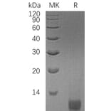 SDS-PAGE - Recombinant Human Long IGF-II Protein (A317595) - Antibodies.com