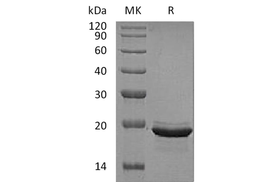 SDS-PAGE - Recombinant Human FGF12 Protein (A317596) - Antibodies.com
