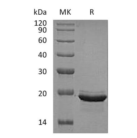 SDS-PAGE - Recombinant Human FGF12 Protein (A317596) - Antibodies.com